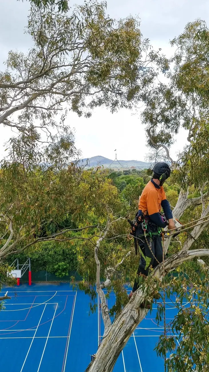 Abloom arborist on ropes high above a Canberra property with the city beyond