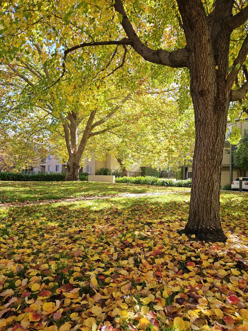 Golden autumn trees and fallen leaves on a Canberra street
