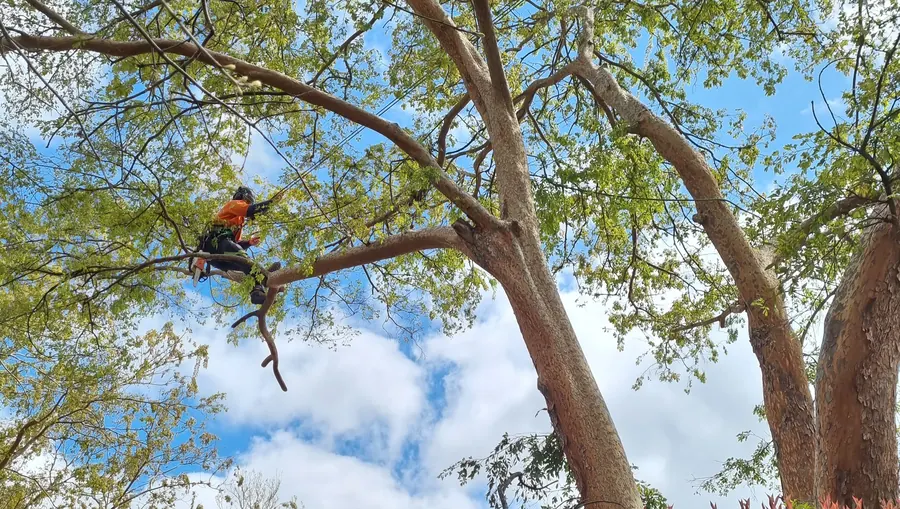 Mature Chinese elm maintained by Abloom Tree Care in a Canberra garden