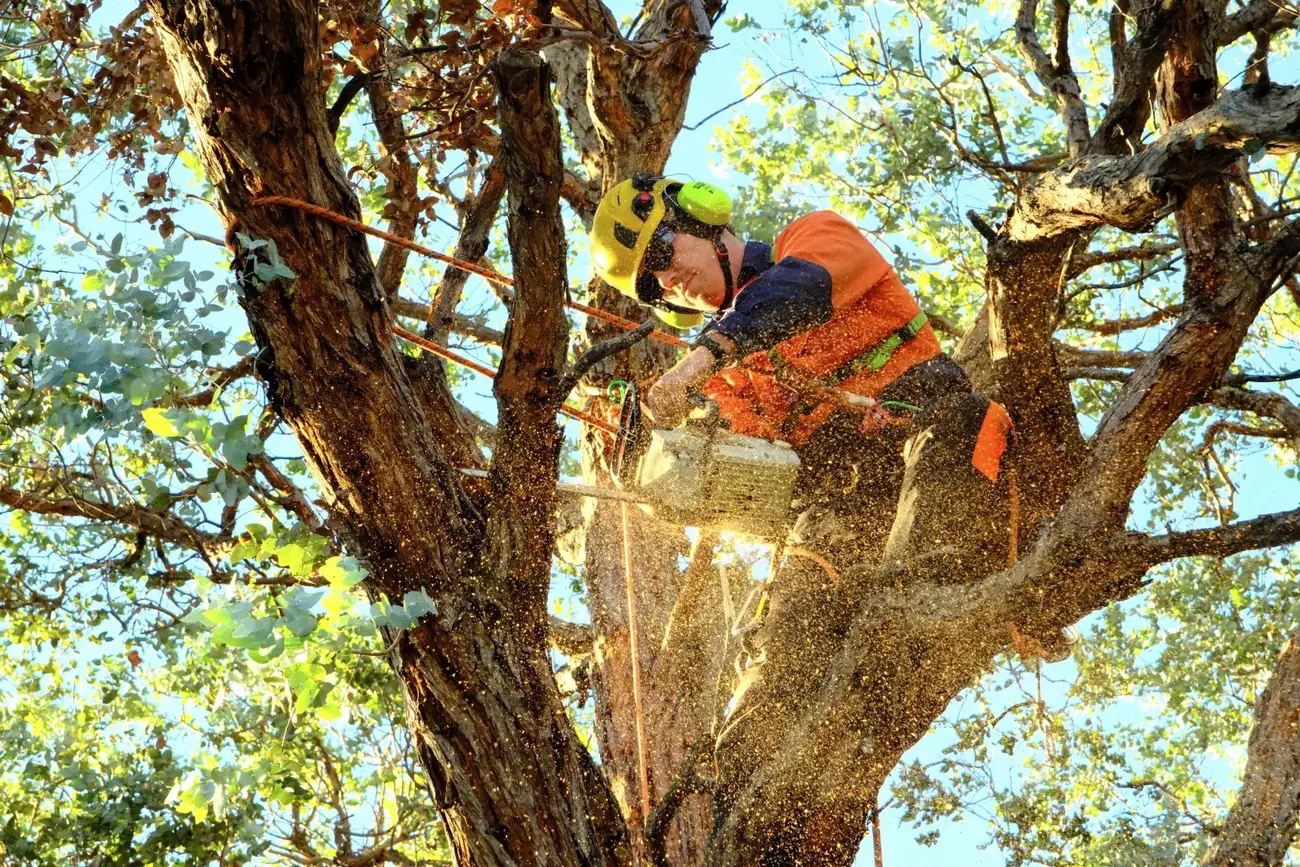 Abloom Tree Care climbing arborist working with a chainsaw high in a eucalypt canopy in Canberra