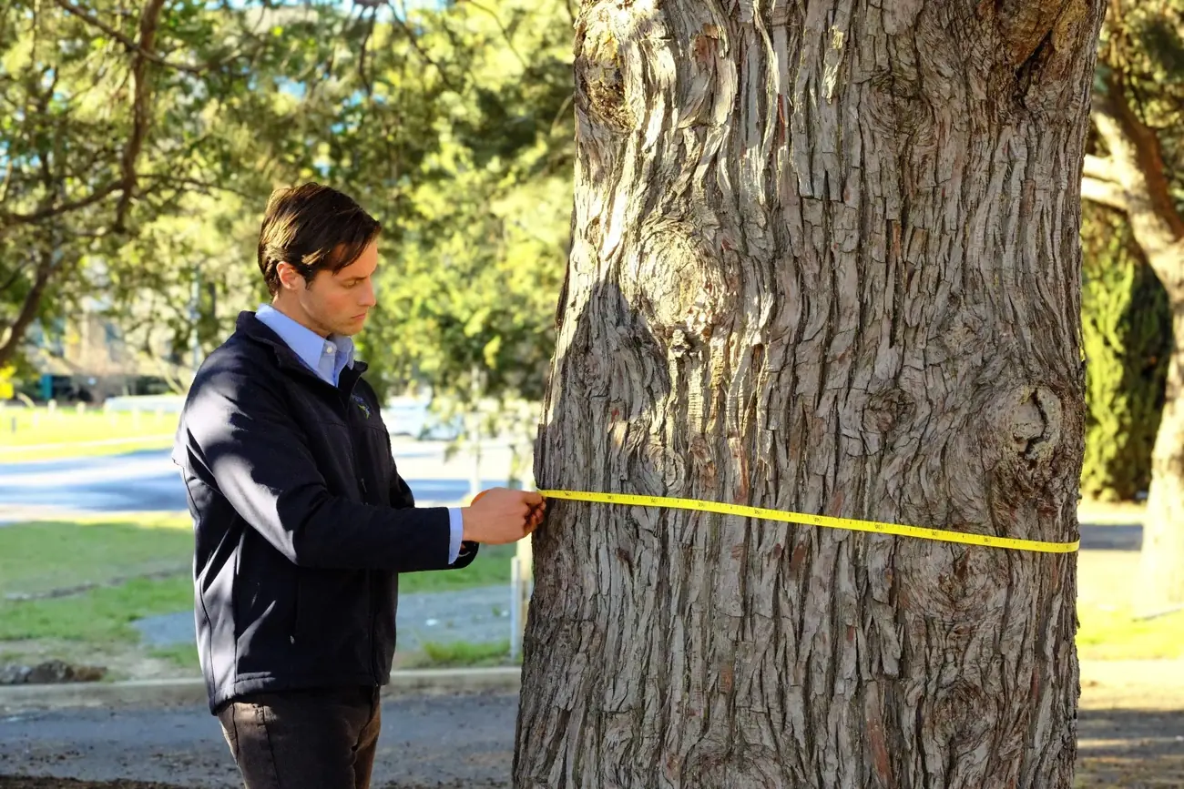 Consulting arborist measuring the trunk diameter of a mature street tree in Canberra