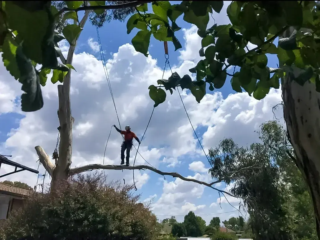 Abloom arborist rigged out along a limb during a crane-assisted tree removal in Canberra
