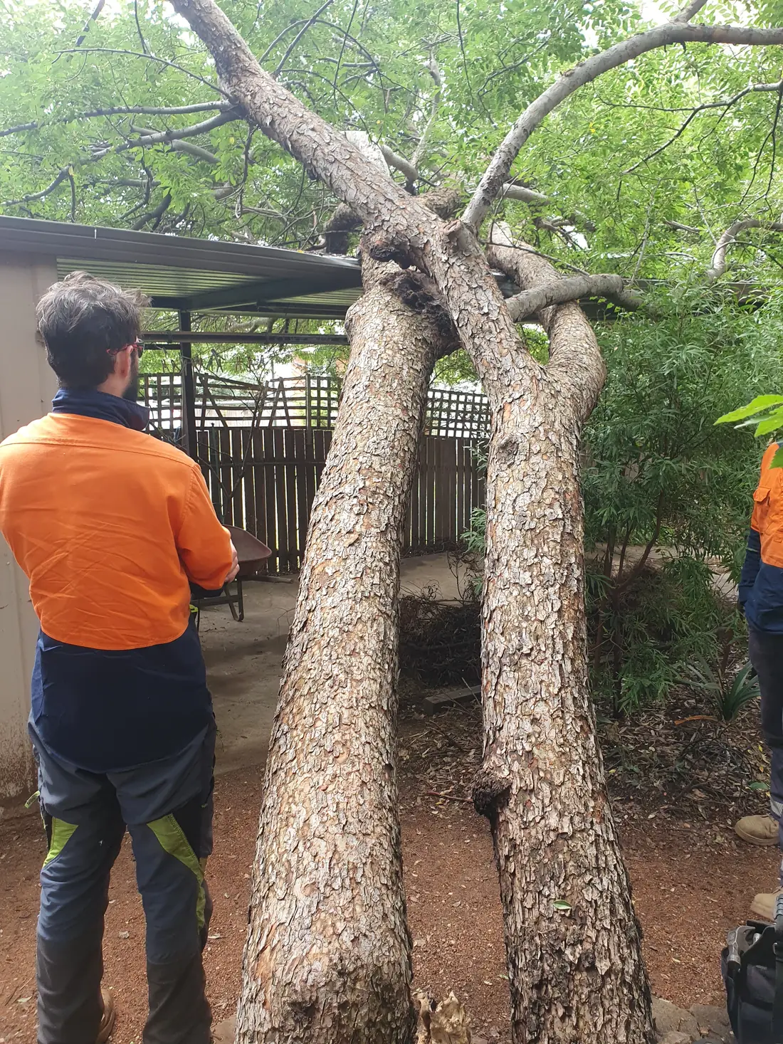 Storm-damaged tree fallen across a pergola being assessed by Abloom Tree Care in Canberra