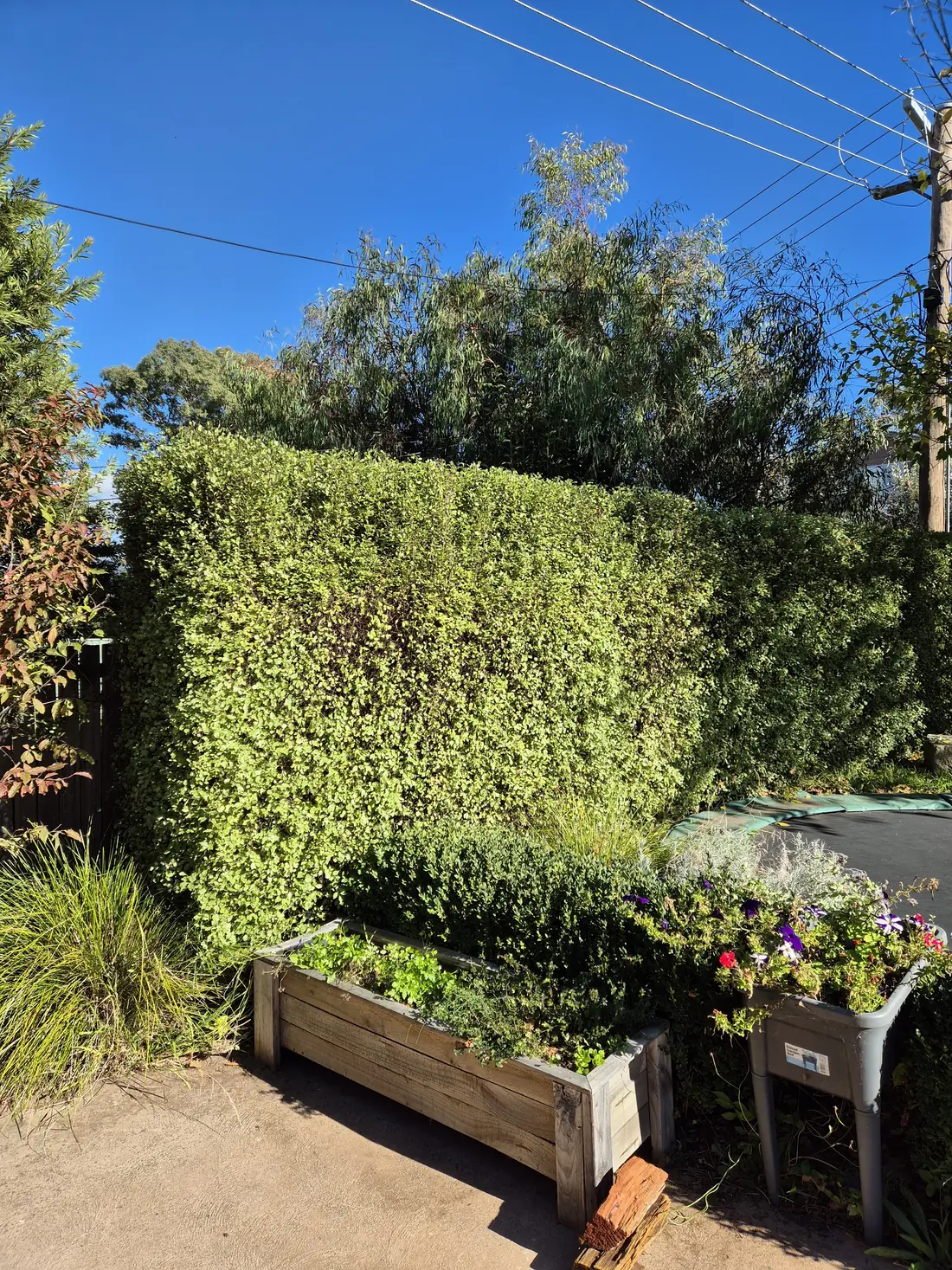 Tall, freshly trimmed hedge maintained by Abloom Tree Care in Canberra