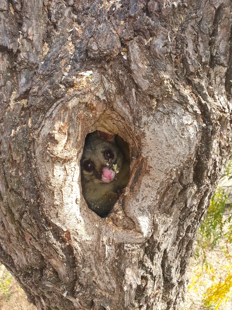 Possum peering from a tree hollow during a habitat check on a Canberra tree job