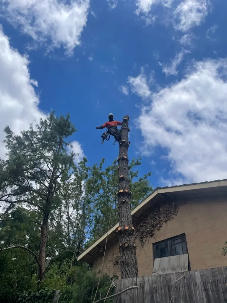 Abloom arborist at the top of a dismantled stem during a Canberra tree removal