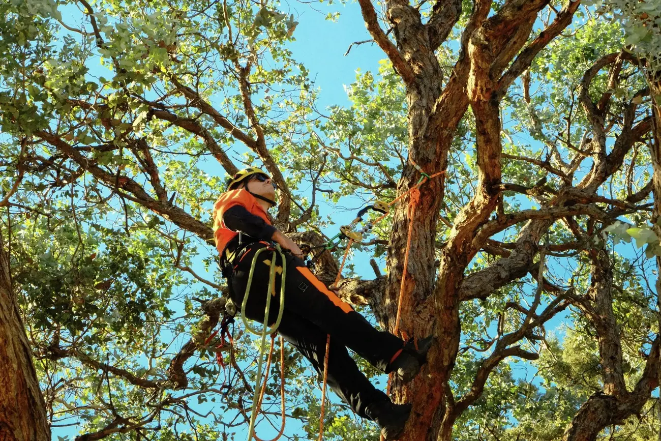 Abloom climbing arborist high in a large gum making a storm-damaged tree safe in Canberra