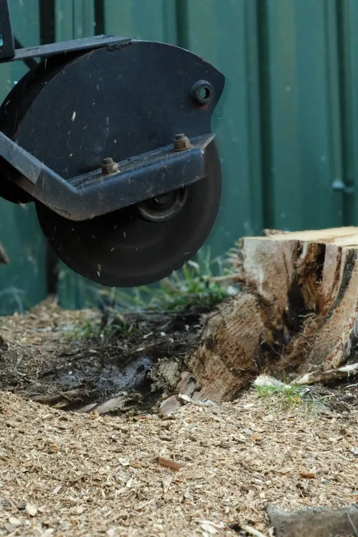 Close-up of a stump grinder cutting wheel working through a stump and grindings