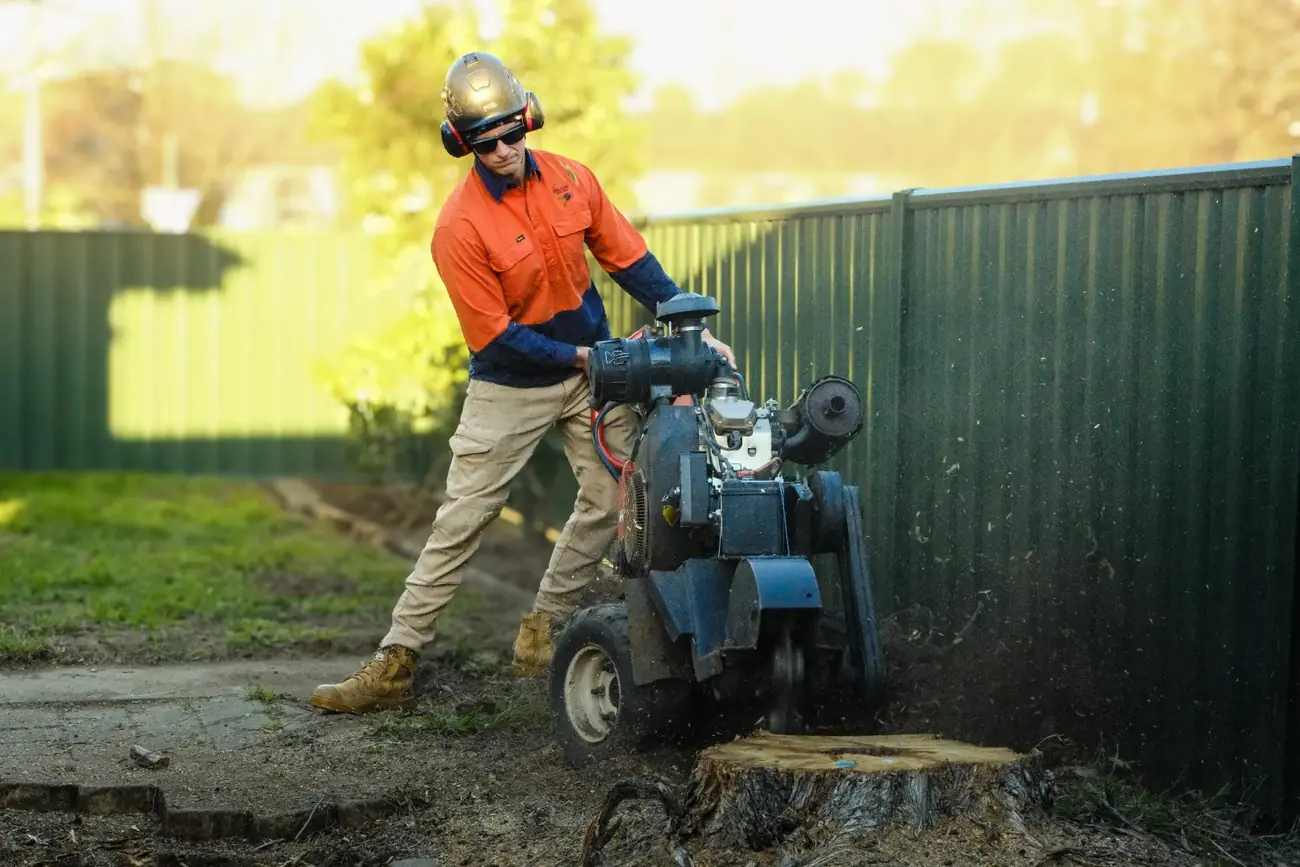 Abloom operator grinding a stump with a compact stump grinder beside a Canberra backyard fence