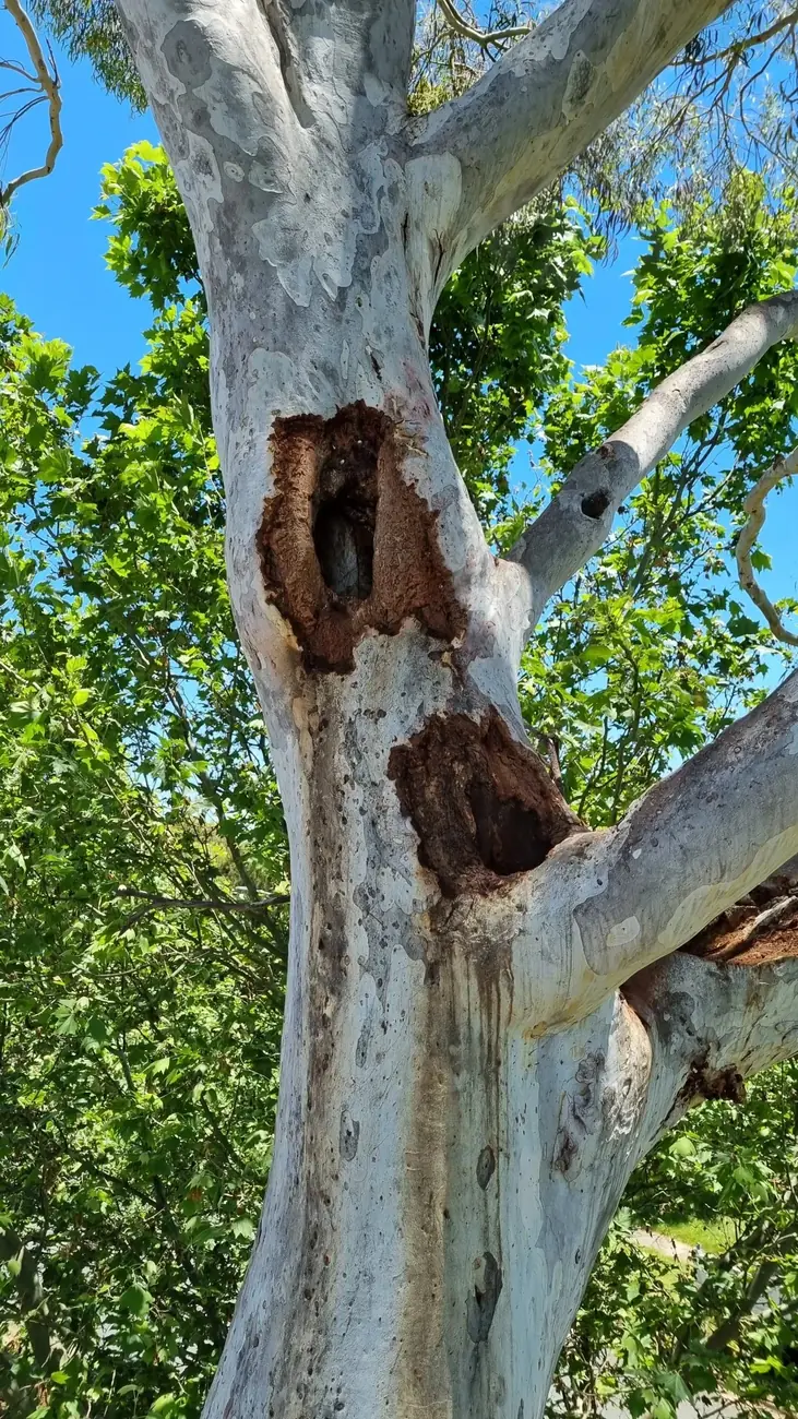 Large hollows and decay in a eucalypt limb recorded during a tree risk assessment in Canberra