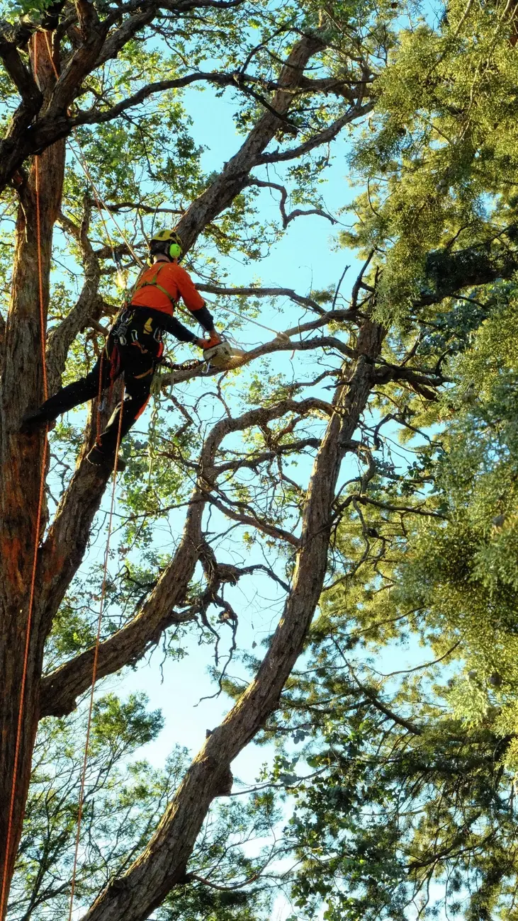 Abloom climbing arborist pruning high in a large eucalypt canopy in Canberra