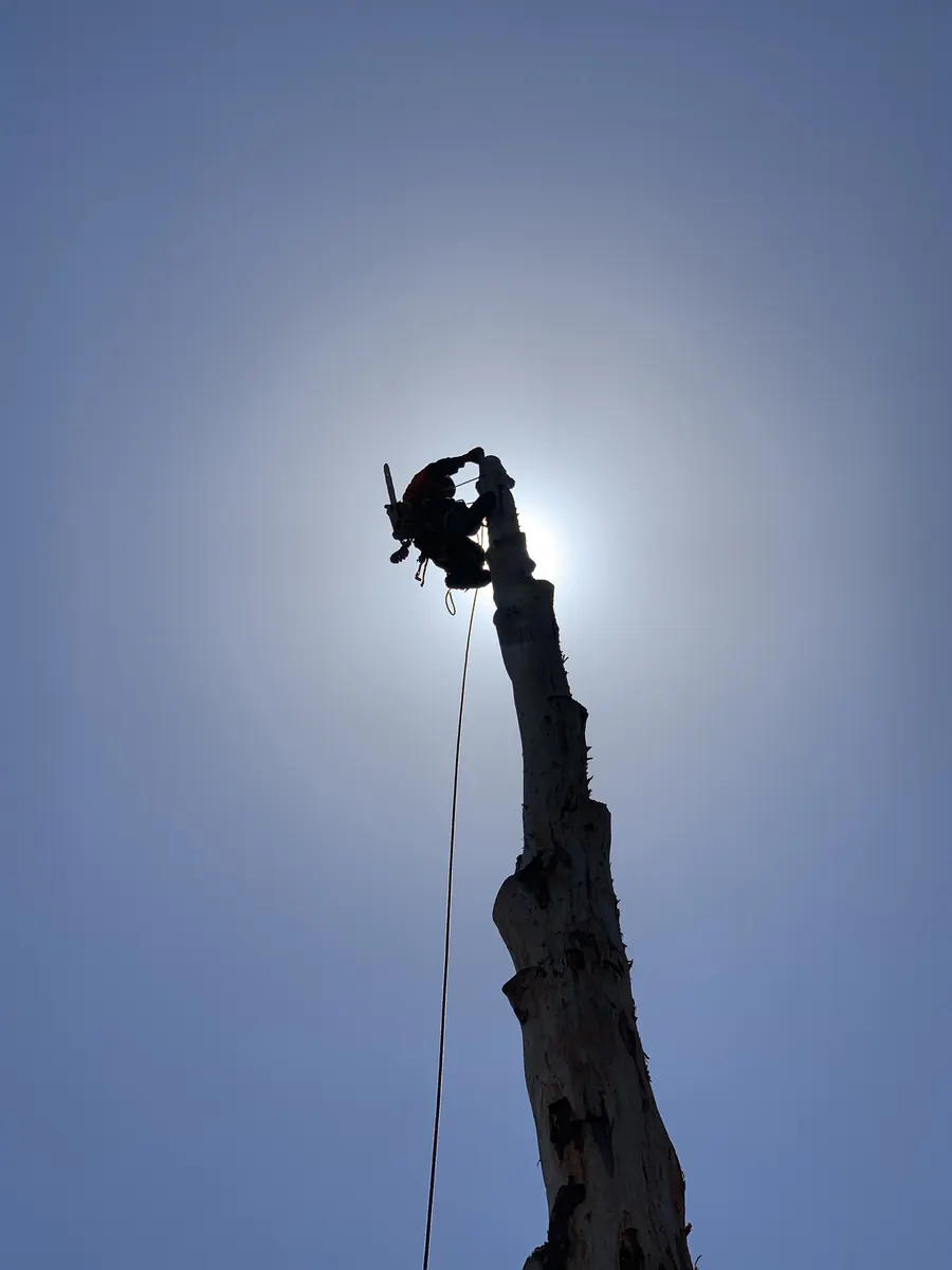 Arborist at the top of a bare stem during the final stage of a tree removal