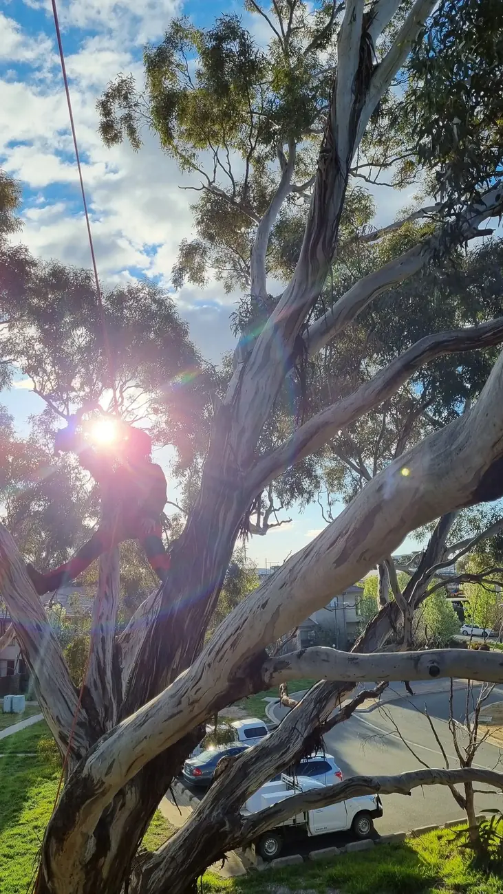Abloom climbing arborist carrying out minor pruning in a large yellow box gum in Canberra